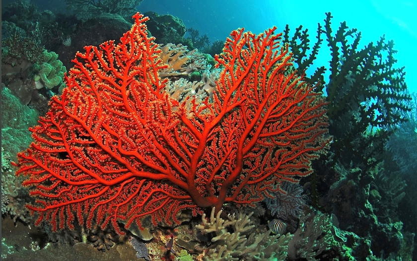 colorful-ocean-corals-fish