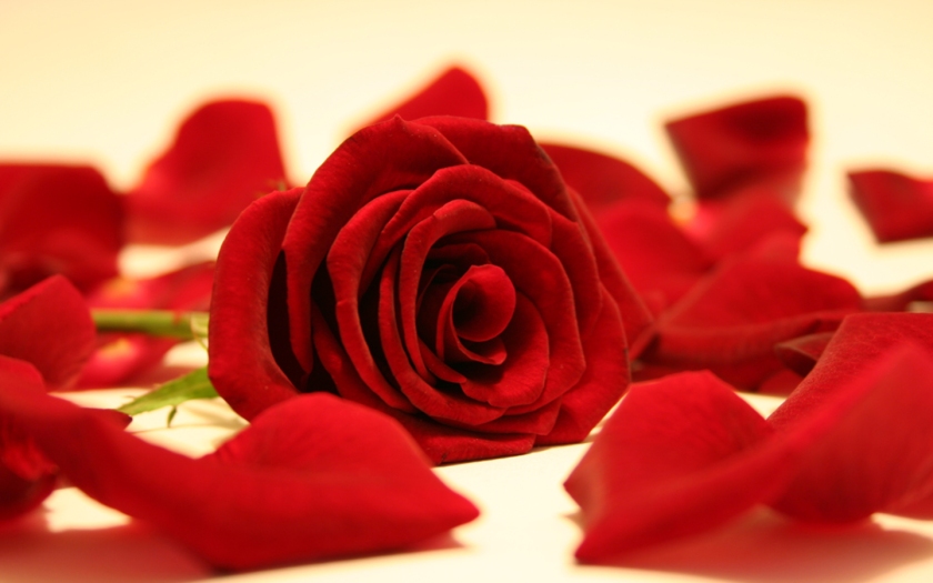 Red-Rose-flowers-33341012-1440-900
