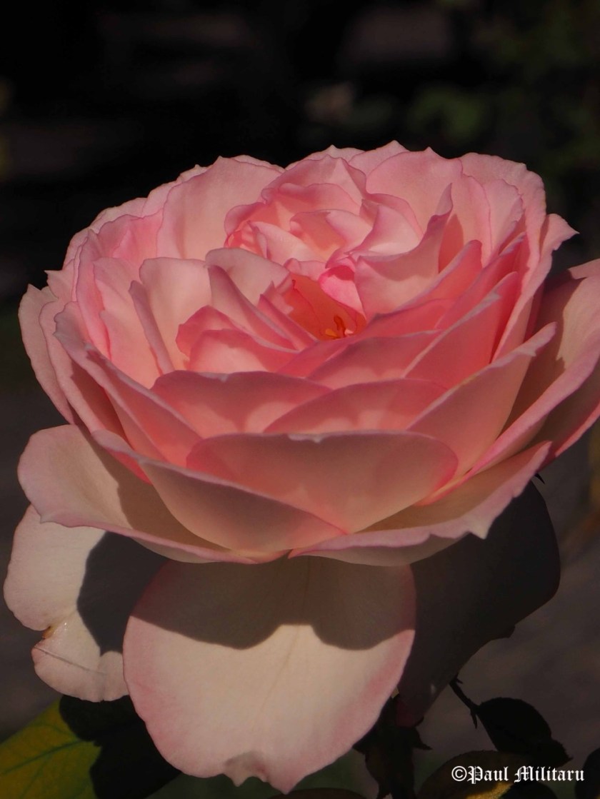 beautiful-pink-rose